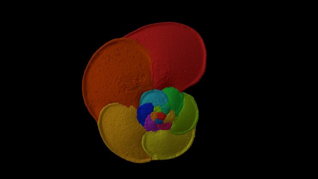 Globorotalia menardii 3D Model