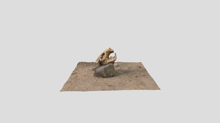 A beaver skull 3D Model