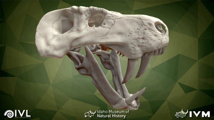 Gorgonopsid 3D models - Sketchfab