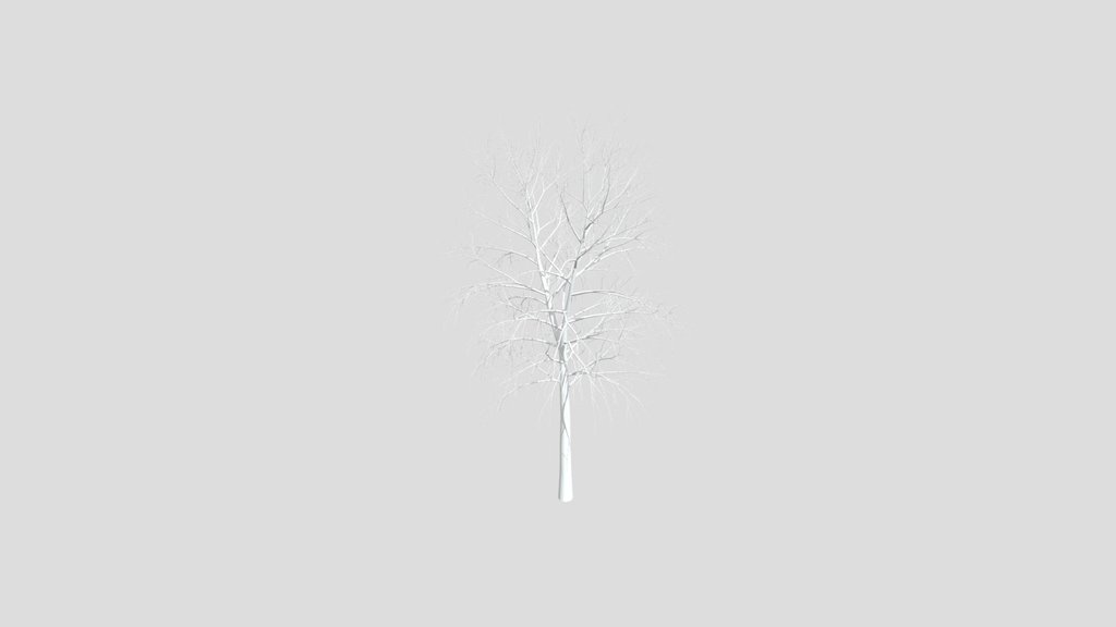 Birch Tree