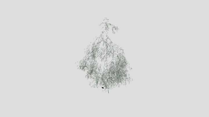 Willow2 3D Model
