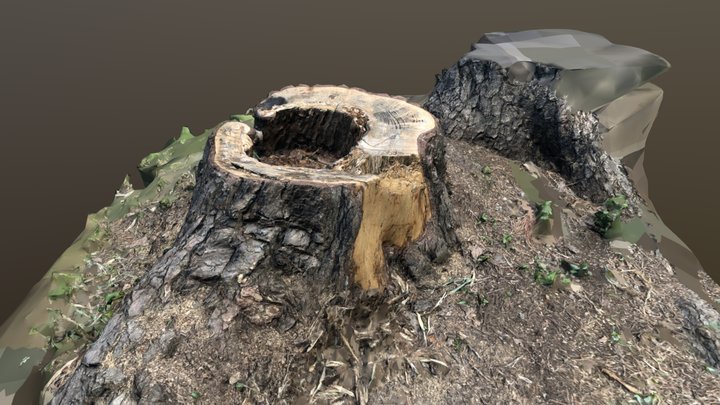 wood　realitycapture 3D Model