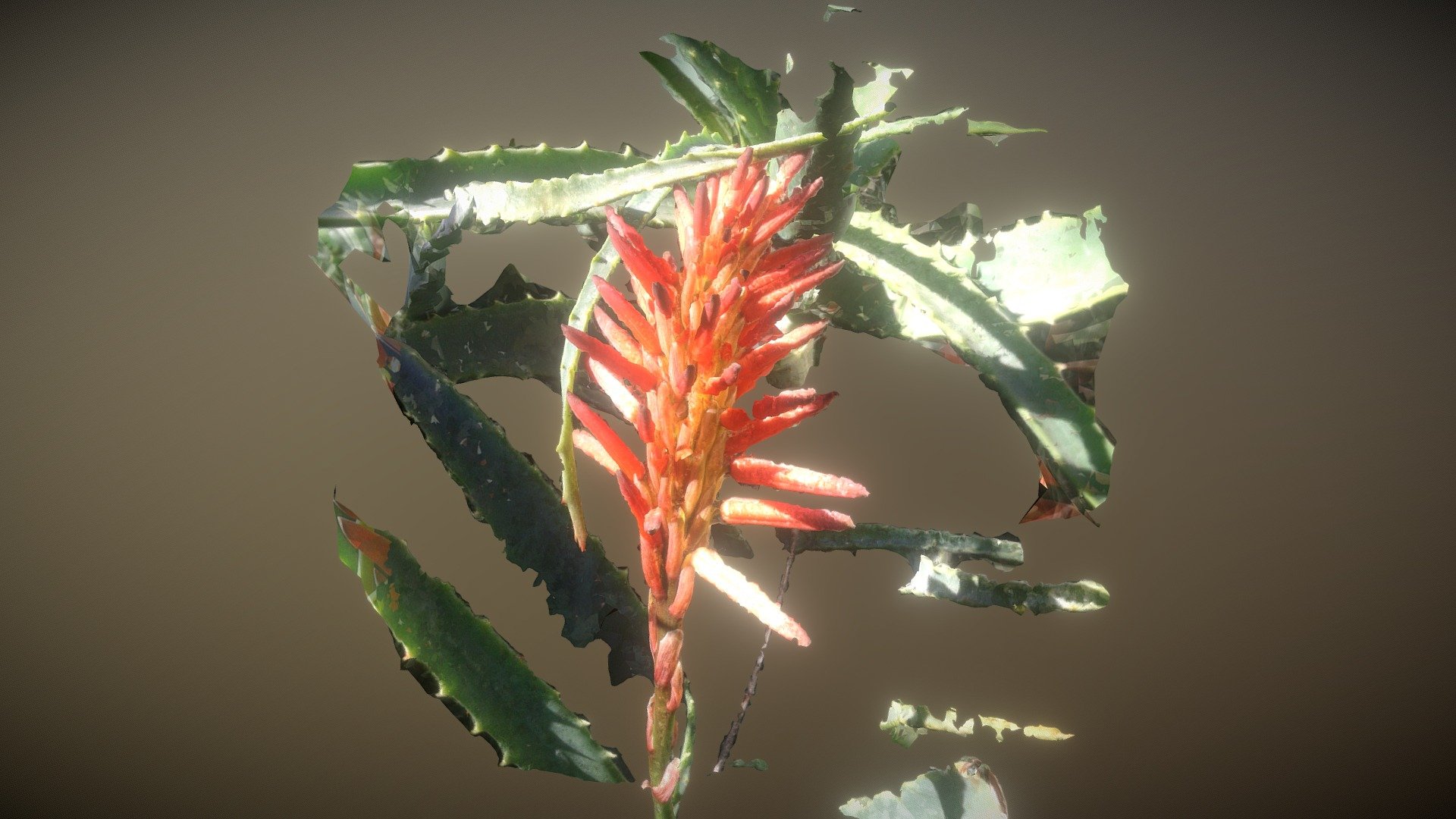 Aloe Flower