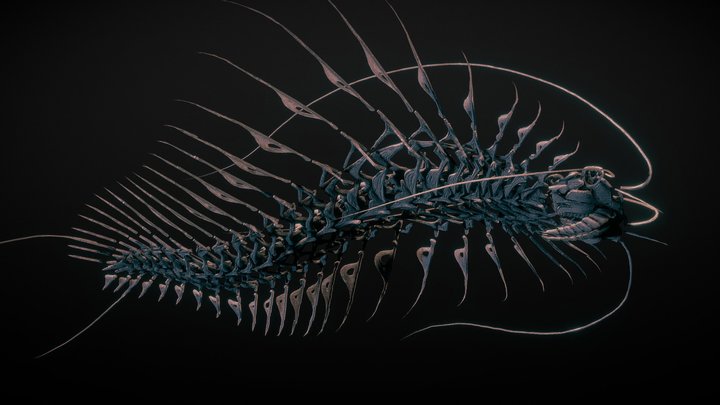 Trilomalocaris skeleton 3D Model
