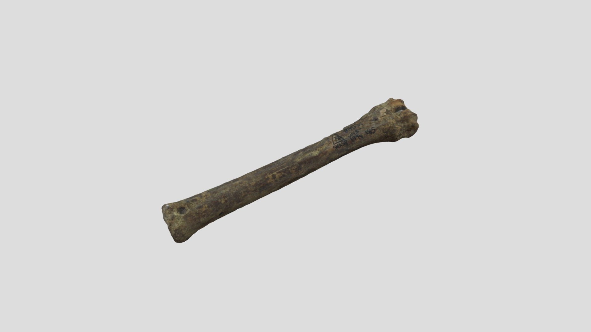Bone tool. Bone tool