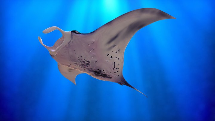 Manta Ray Swim 3D Model