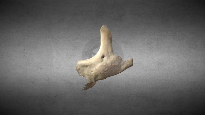 Cigomático/Zygomatic bone 3D Model