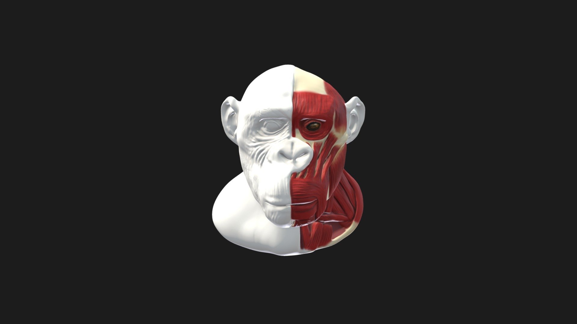 Bonobo Head & Neck Reconstruction