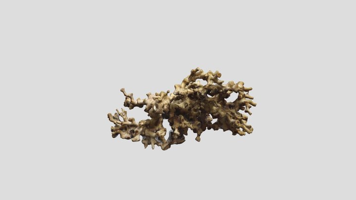 Cold water coral (Lophelia pertusa) 3D Model