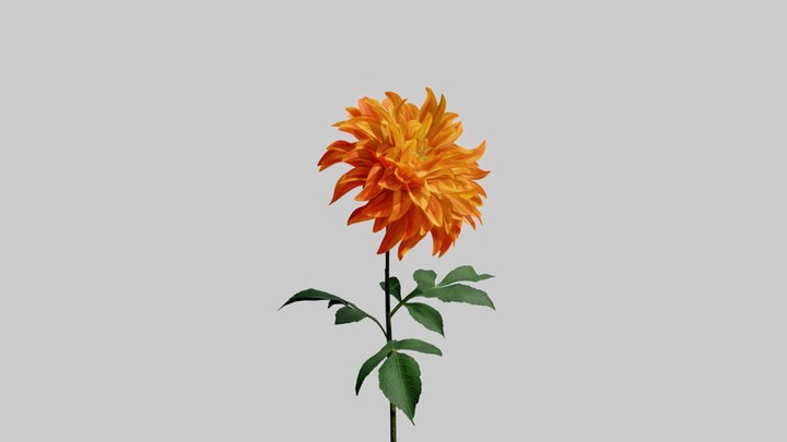 Dahlia 3D Model