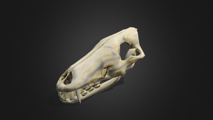 Skull Wolf Low 3D Model