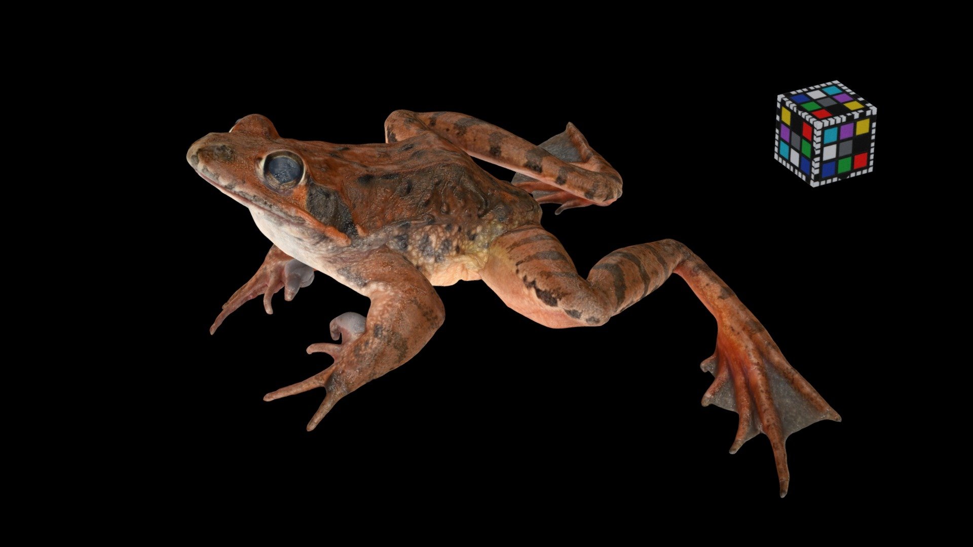 ヤマアカガエル ♂ Montane Brown Frog, Rana ornativentris