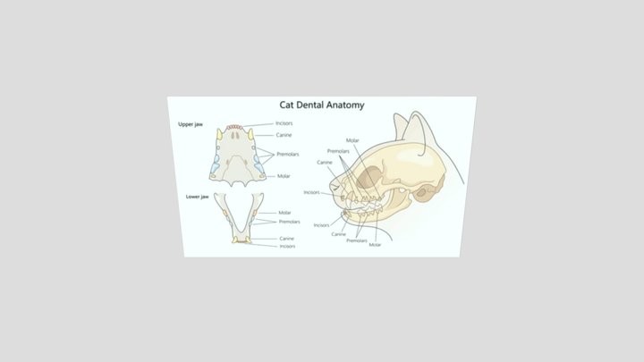 Cat_dental_chart_panel_package – Modello 3D gratuito STL