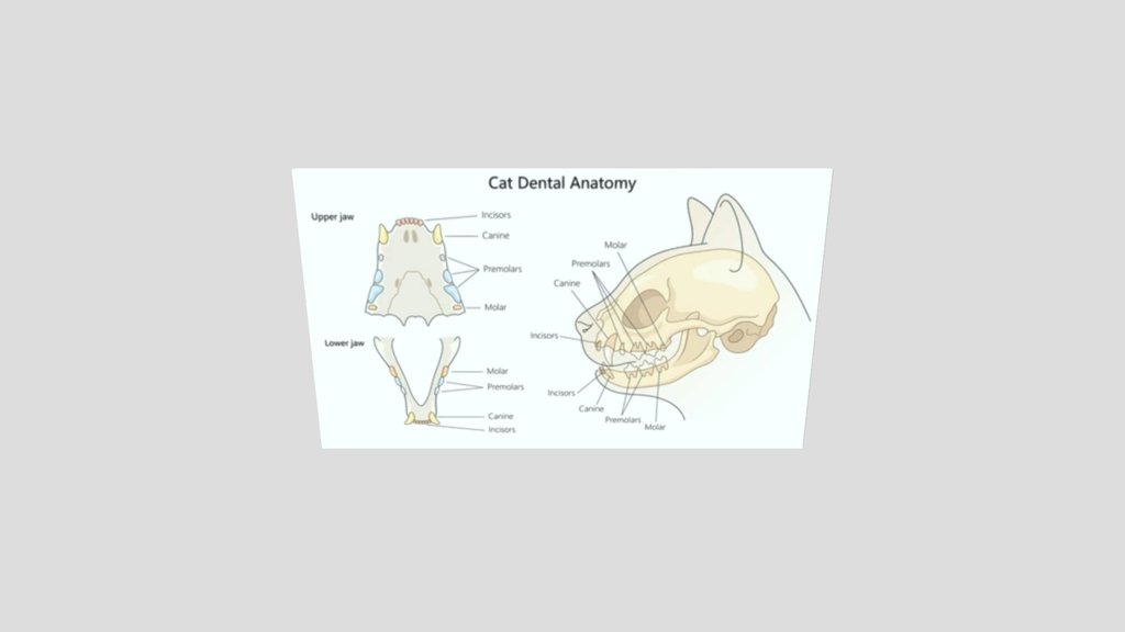 Cat_dental_chart_panel_package
