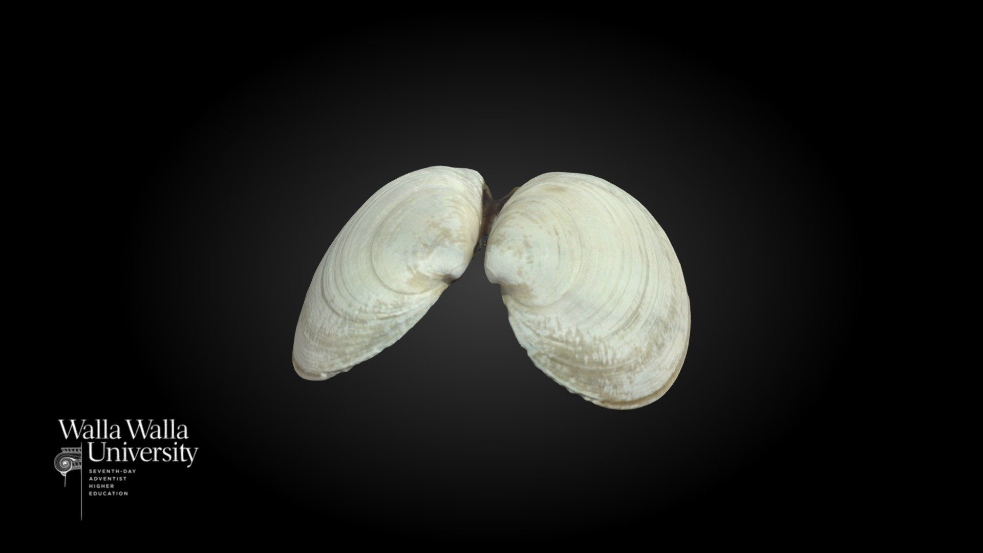 Butter Clam (Saxidomus gigantea)