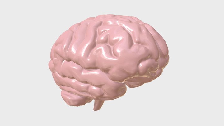 Anatomy - Human Brain 3D Model