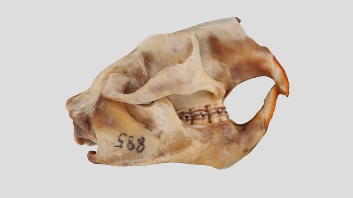 UWYMV:Mamm:885, Erethizon dorsatum, Skull – Free 3D Model STL