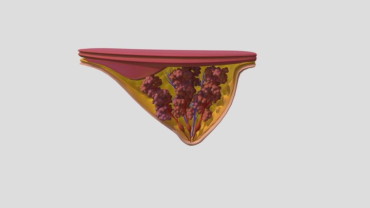 mammary9 3D Model