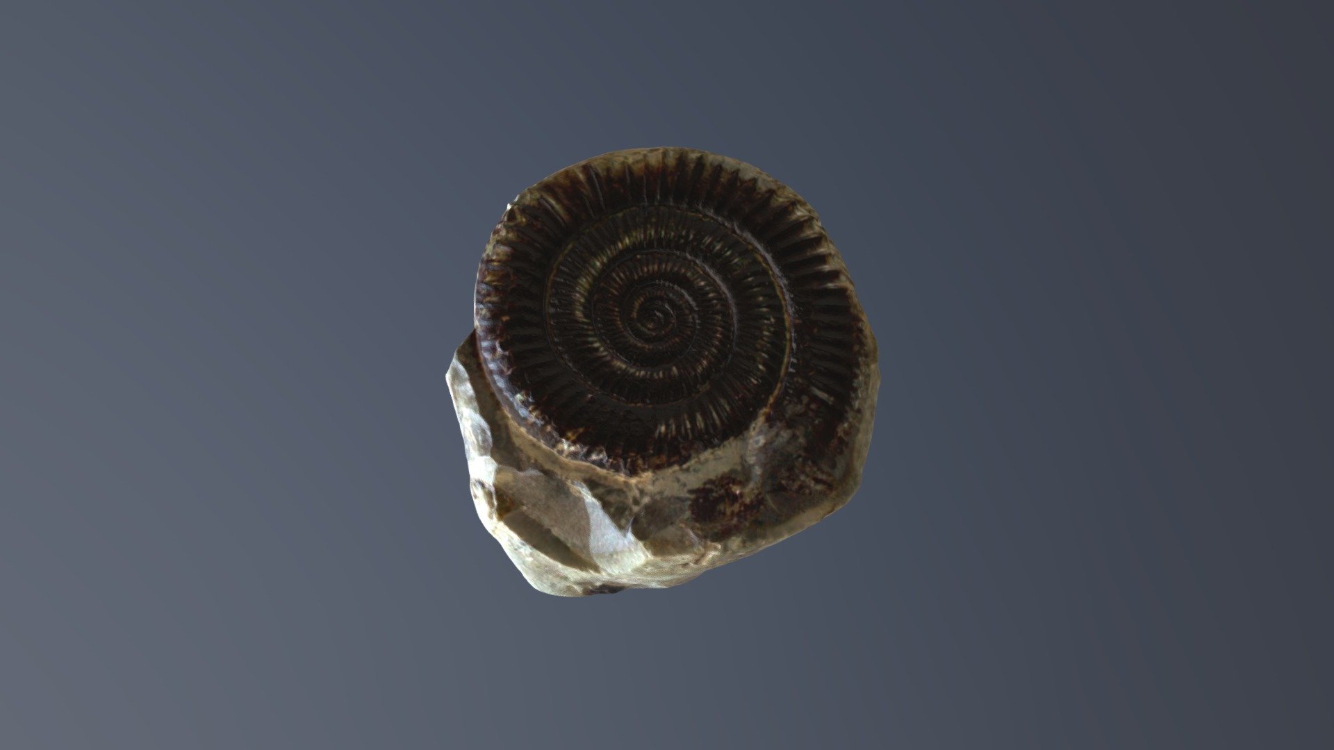Ammonite