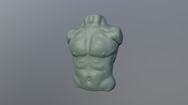 Male Chest Study 3D Model