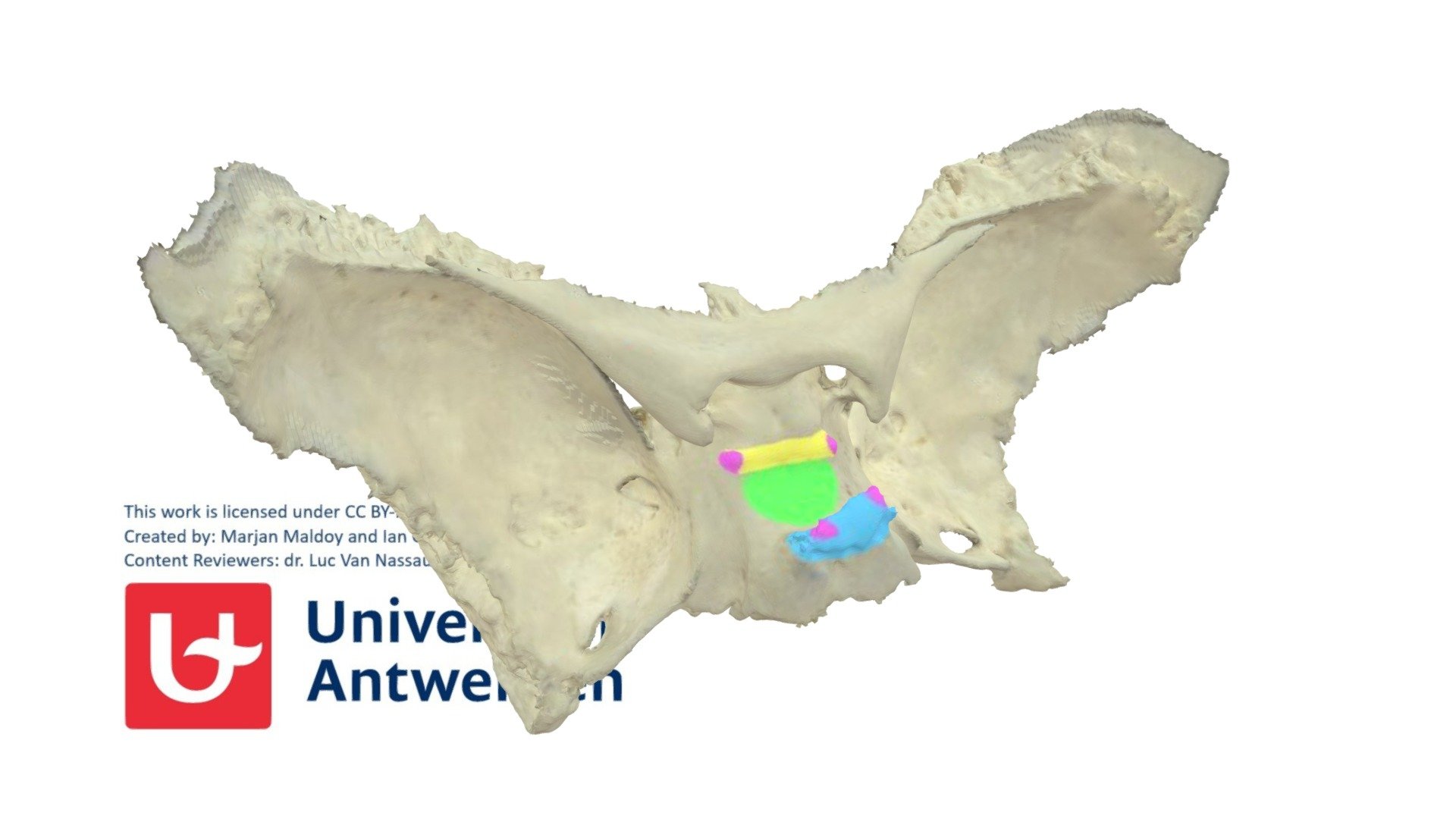 os sphenoidale - sella turcica - 3D model by Universiteit Antwerpen ...