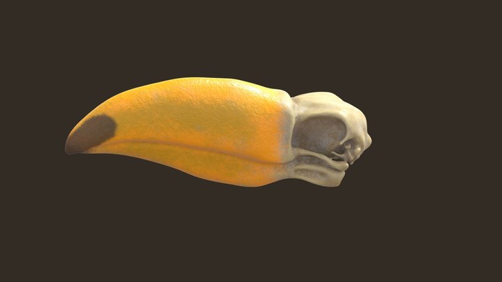 Toucan SKull 3D Model