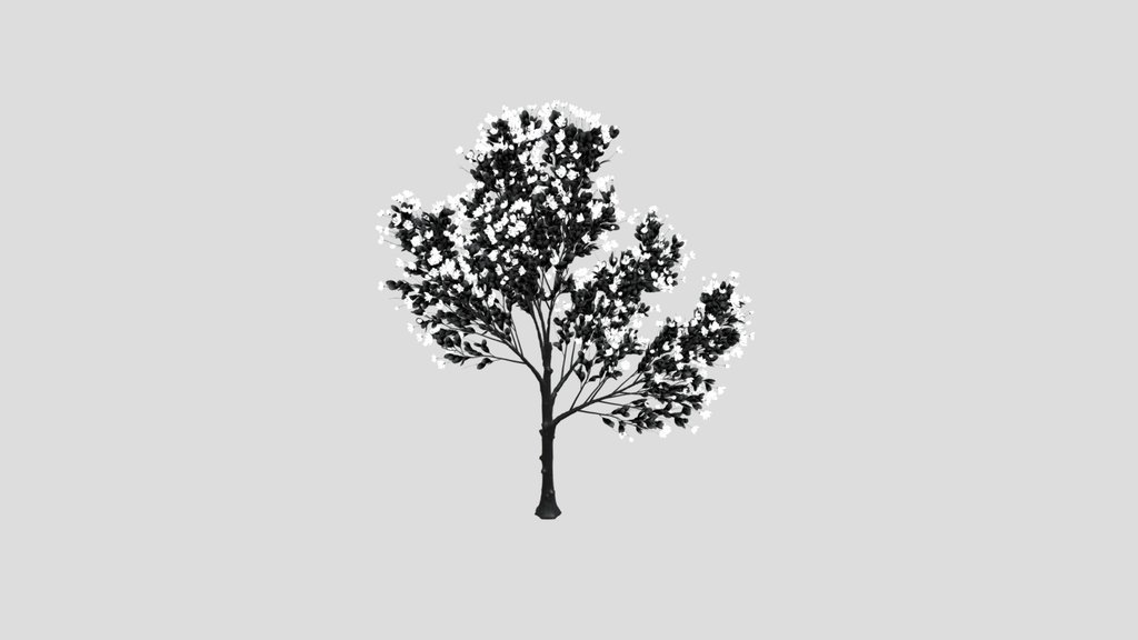 Magnolia Tree