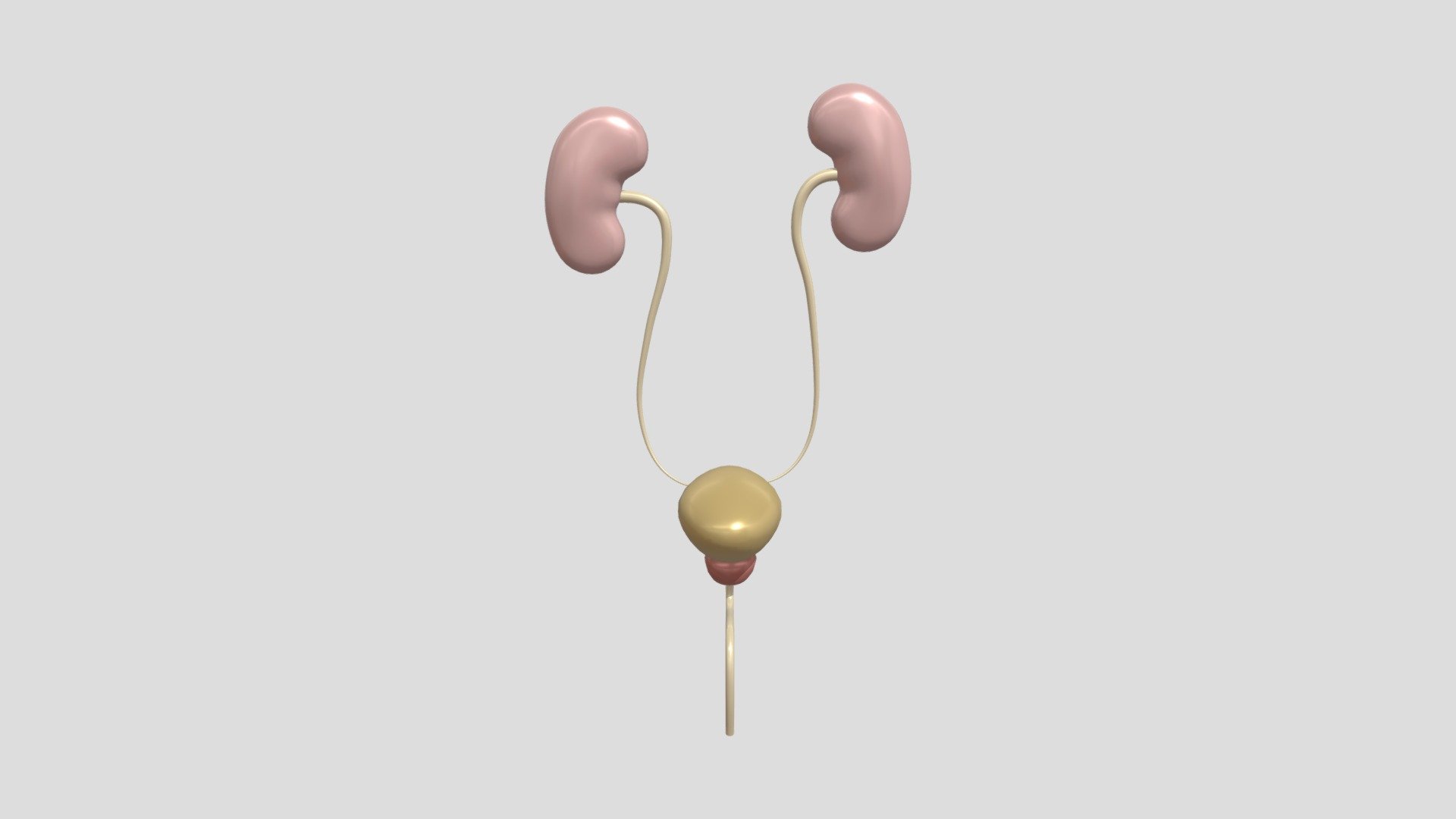 bladder_00 - 3D model by temedsag [2f42814] - Sketchfab