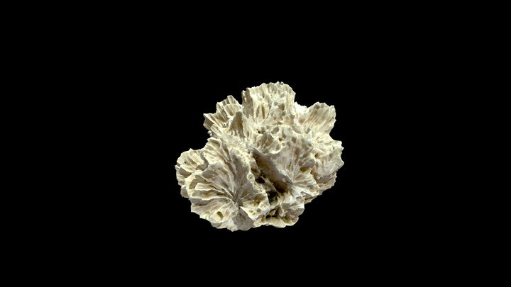 Fossilized coral 3D Model