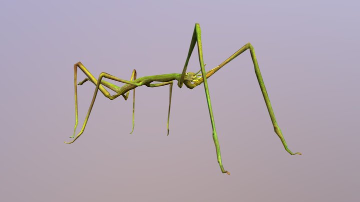 Phasmatodea 3D models - Sketchfab