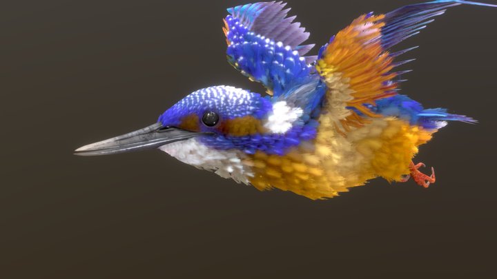 Common Kingfisher 3D Model