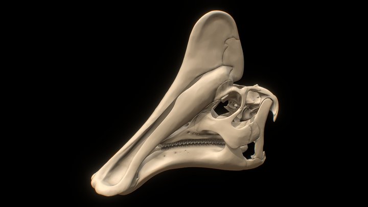 Amurosaurus riabinini skull 3D Model