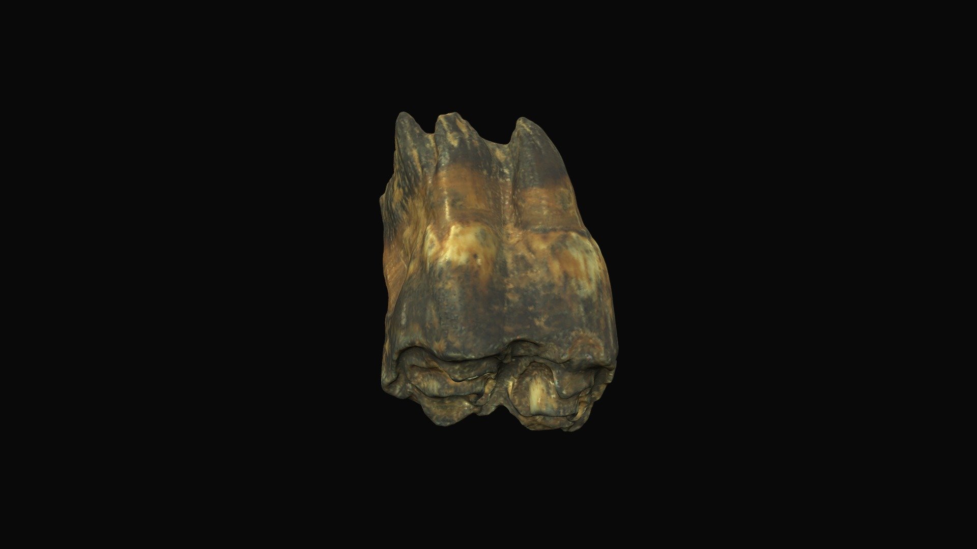 Bison, upper molar. Big Bone Lick, KY.