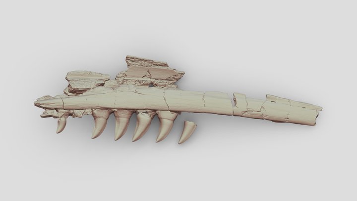 p_sectorius_retropositioned_&_fused 3D Model