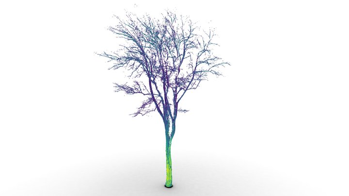 Large Yellow Poplar (Liriodendron tulipifera) 3D Model