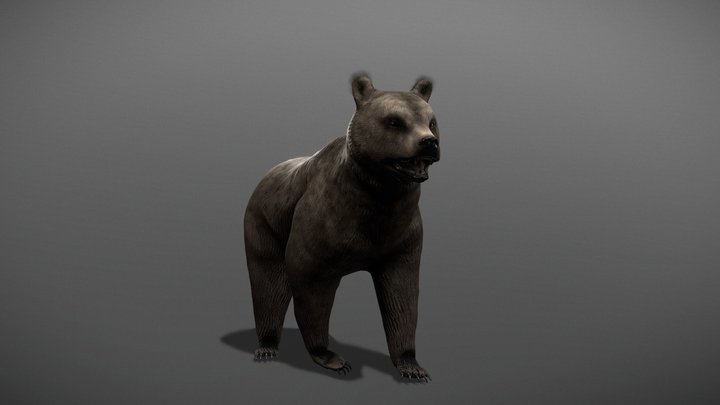 Brown Bear (animated) 3D Model