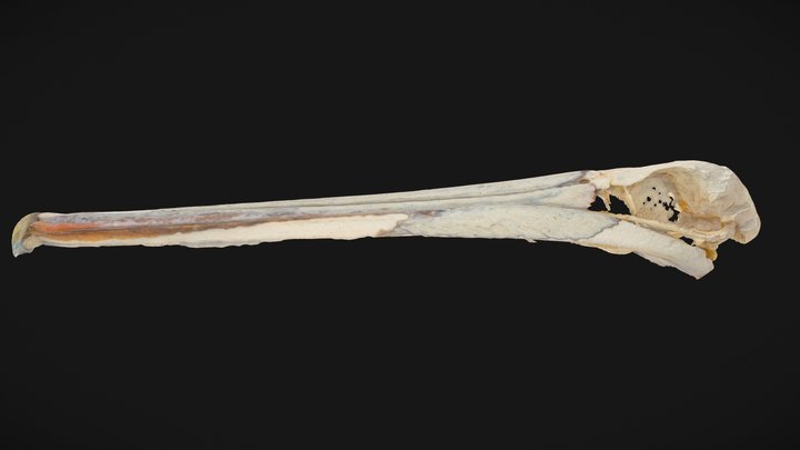 Oatland Wildlife - Pelican Skull Photogrammetry 3D Model