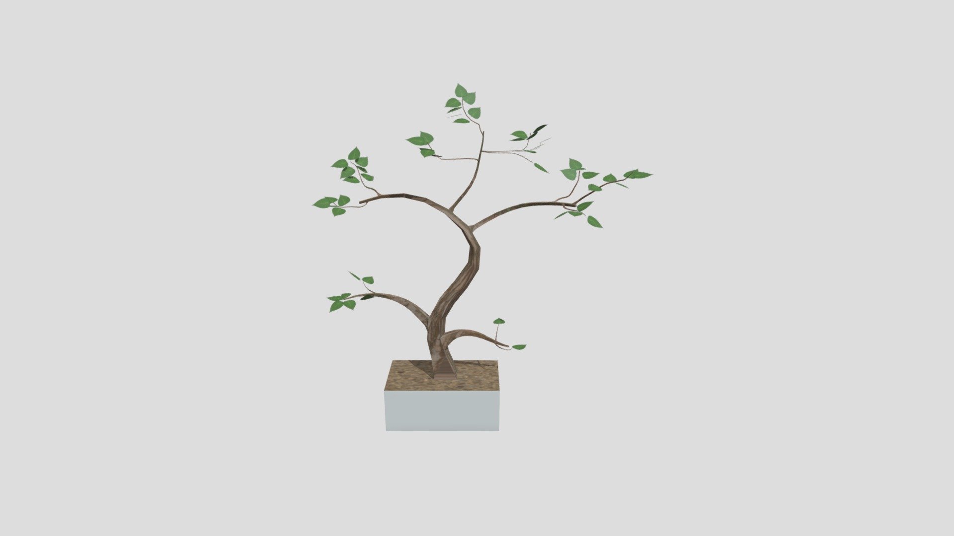 Plant