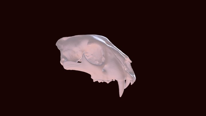 Leoperd Skull Zip 3D Model