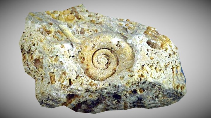 Tropidodiscus sp. Fossil – Kostenloses 3D-Modell STL