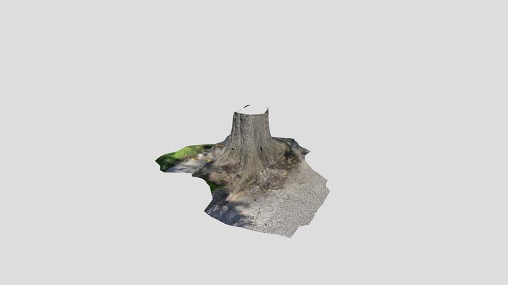 Tree Root-Flare 3D Model