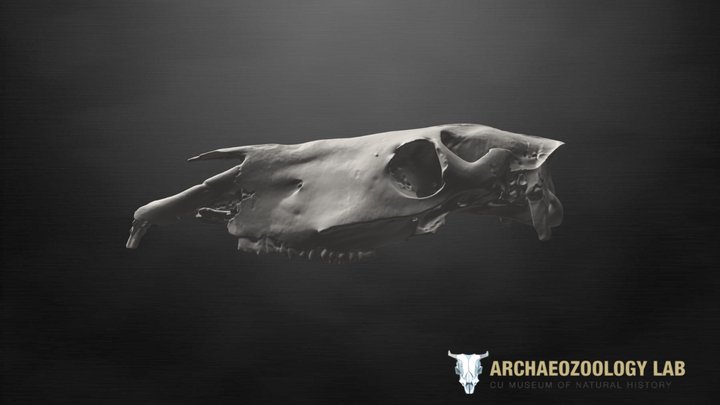 Bronze Age Horse Cranium - Mongolia 3D Model