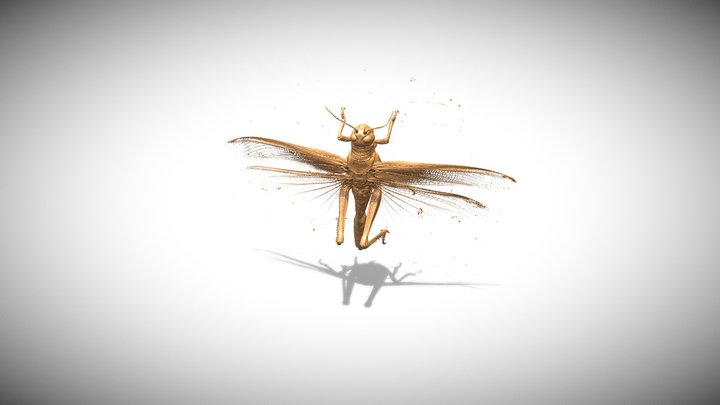 Heuschrecke (Locusta migratoria), Grasshopper 3D Model