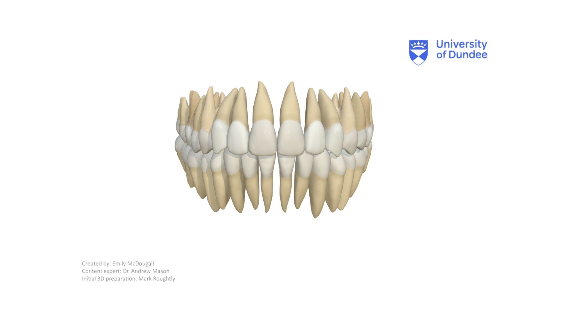 Permanent Dentition Download Free 3d Model By University Of Dundee