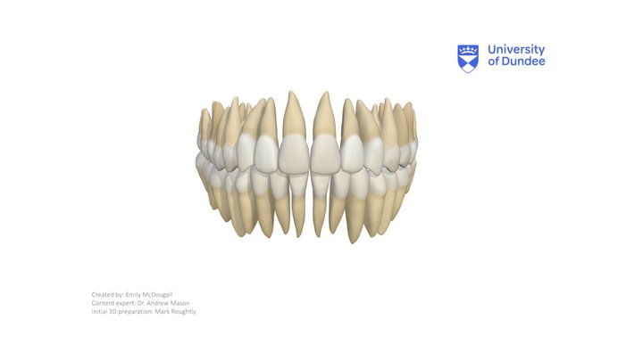 Permanent Dentition 3D Model