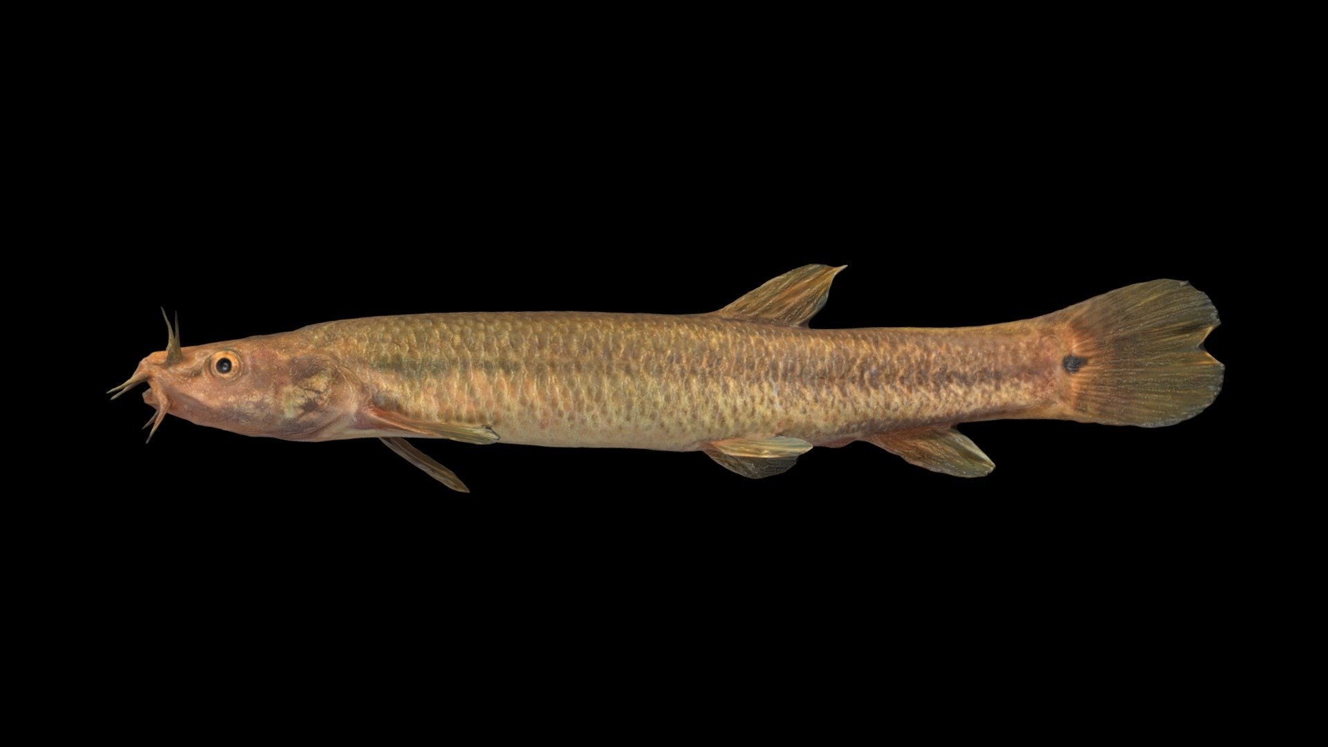 エゾホトケドジョウ ♀ Ezo Stone Loach, Lefua nikkonis