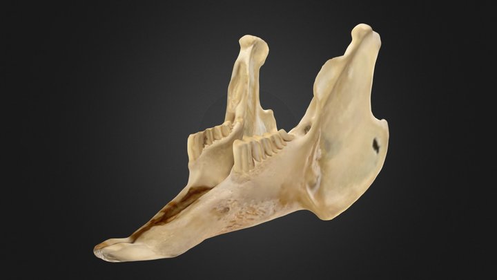 machoire inferieur lapin – Modèle 3D gratuit STL