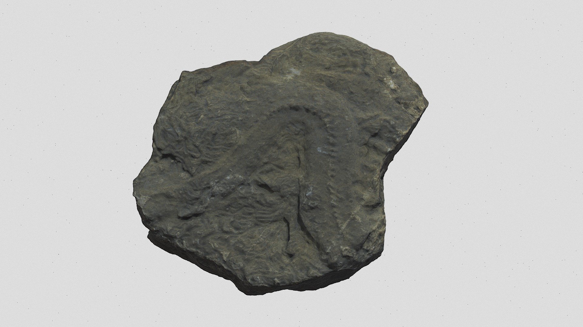 Nereites - Download Free 3D model by Atlante virtuale 3D Geoscienze ...