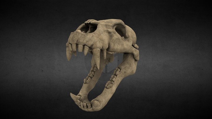 Dinosaur skull 3D Model