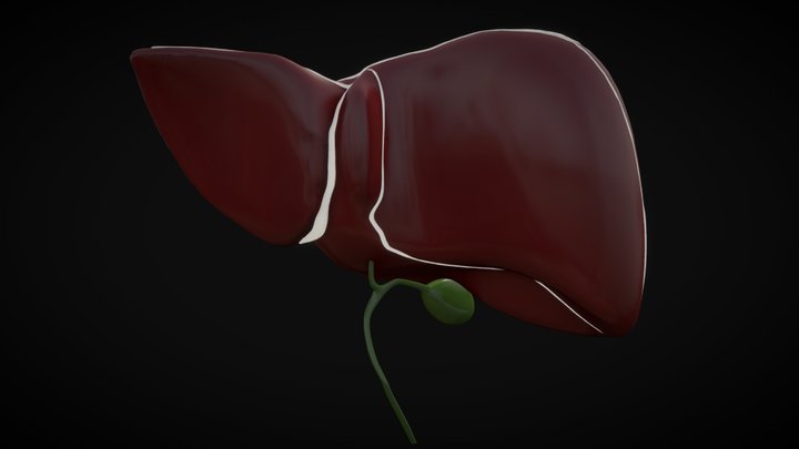 Liver 3D Model